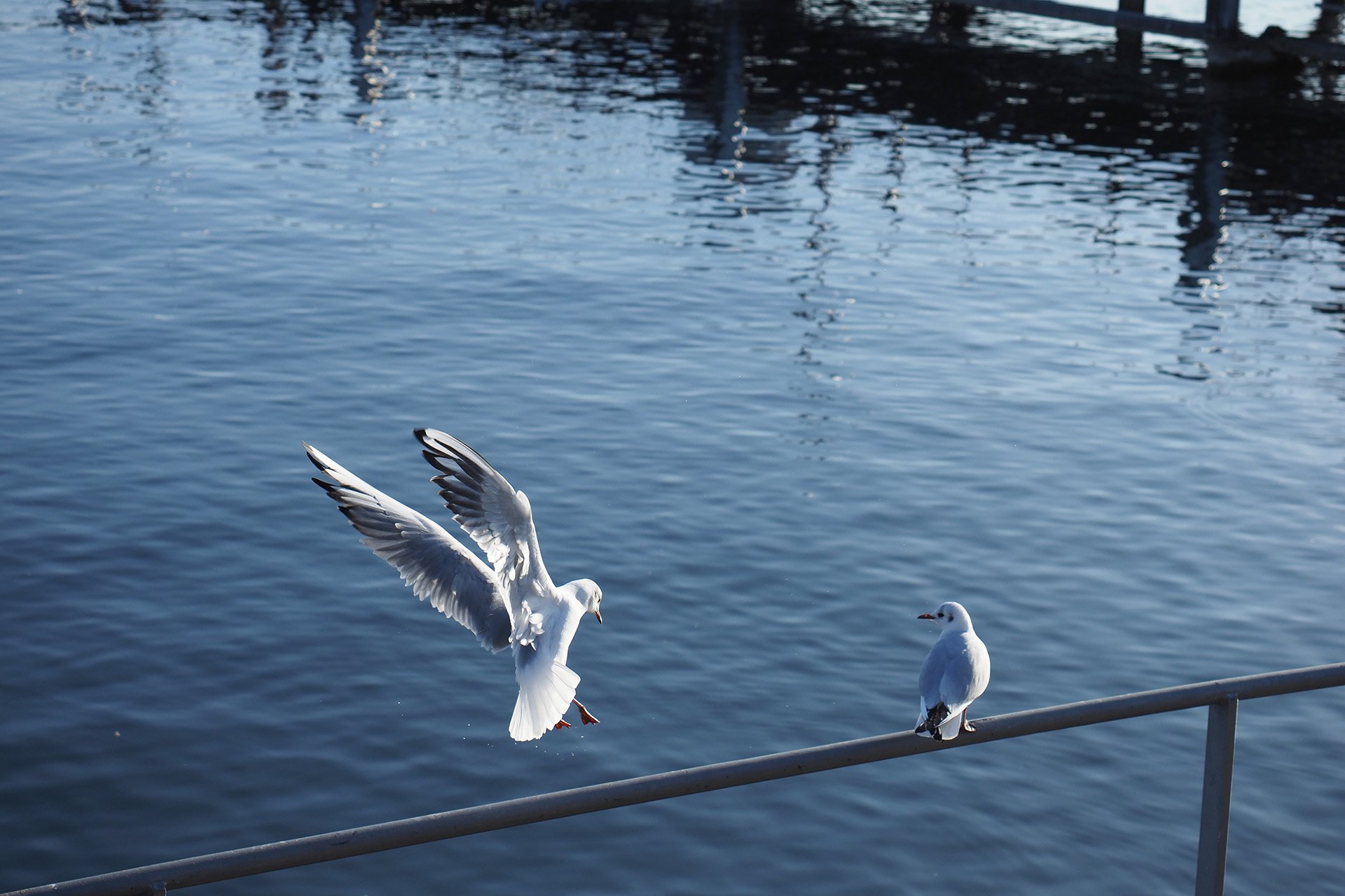 Olympus OM-D E-M1 Mark II: C-AF+Tracking, Bild 16